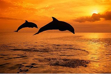 《一步一脚印》正式推出获好评 《掘地求升》团队新作