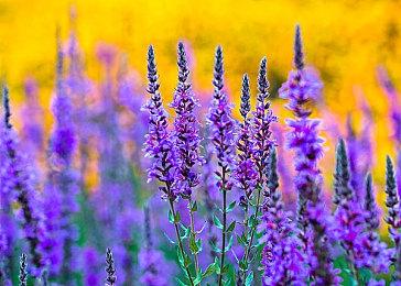 《枯瑟信仰：放逐者》回应“抄袭”：属实大冤种了