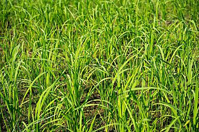 学生创业团队派对游戏《萌宠拆拆乐》欢乐亮相高能电玩节！DEMO开放